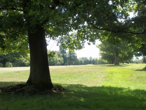 Under the trees in Warley